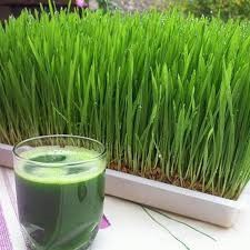 Hạt Giống Cỏ Lúa Mì (Mầm Lúa Mạch) Dễ Trông, Thơm Ngon Gói 100gr