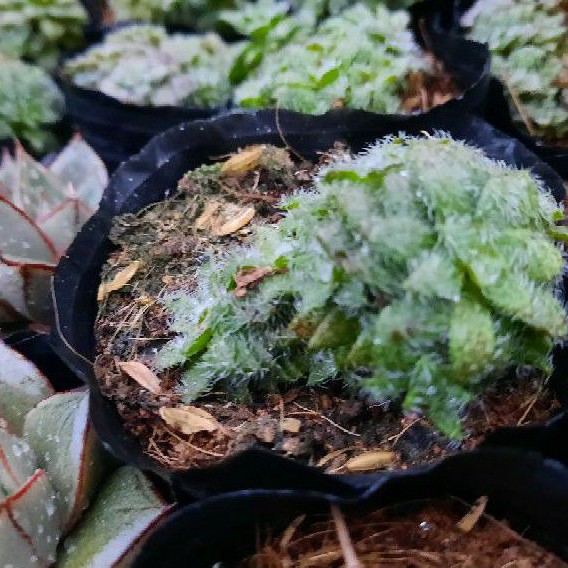 Cây sen đá phật bà lông giống mới LAFA GARDEN, lá có lớp lông phủ màu trắng