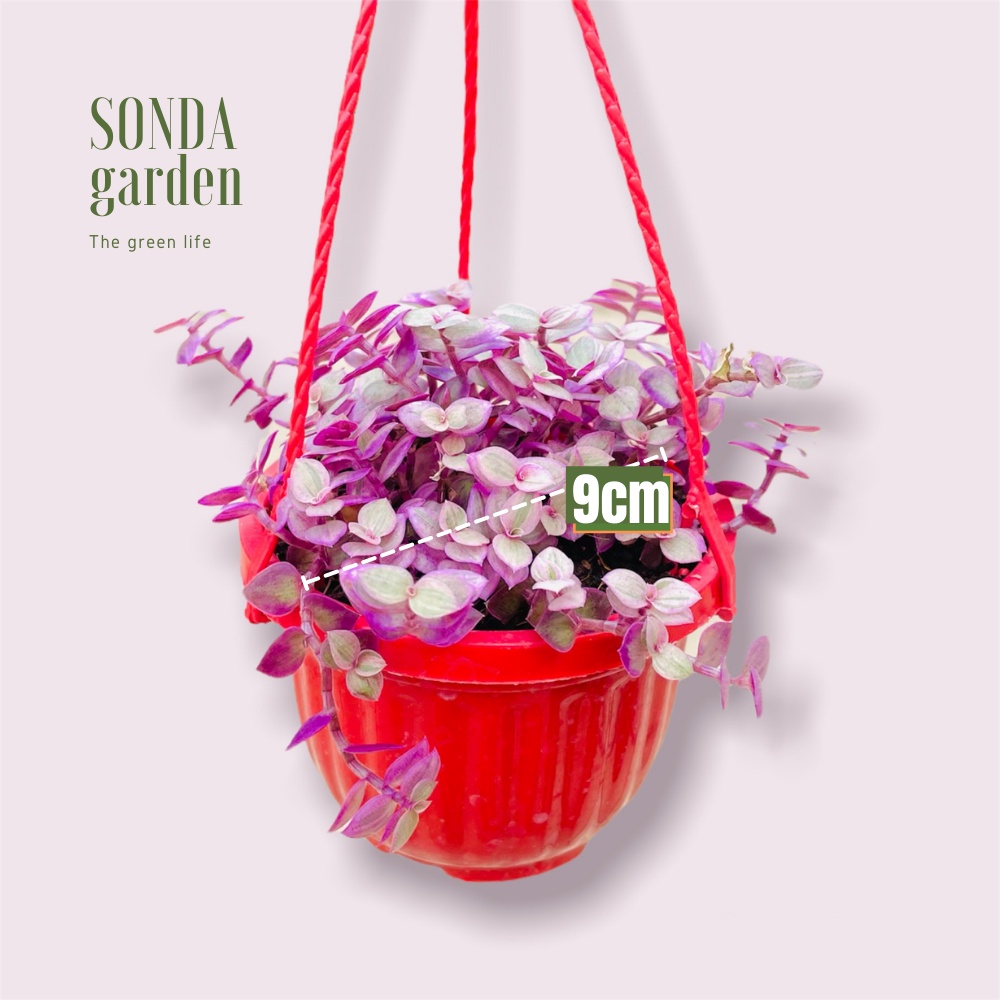 Cỏ pink SONDA GARDEN trồng chậu treo đường kính 9cm, cây cảnh trang trí nhà cửa, lỗi 1 đổi 1