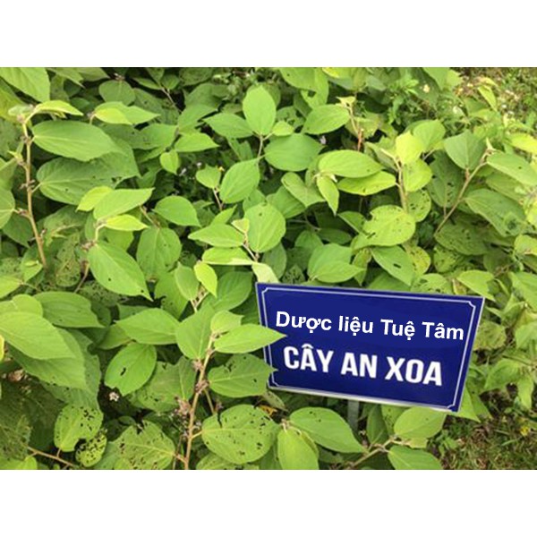 cây an xao - HOA MÀU TÍM BÌNH PHƯỚC