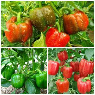 40H- HẠT GIỐNG ỚT CHUÔNG