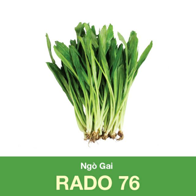 Hạt giống ngò gai