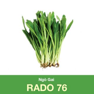 Hạt giống ngò gai