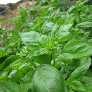 Hạt Giống Húng Tây Basil Ý Genovese (Ocimum Basilicum)