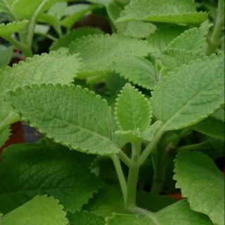 Cây húng chanh ( bạc hà ta )