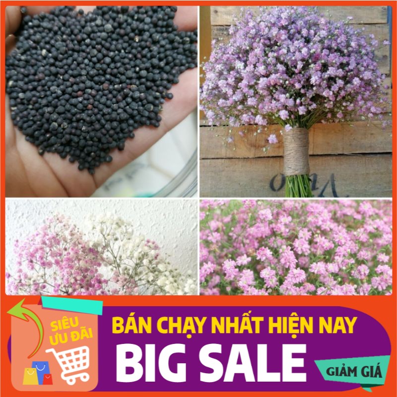 100H- Hạt giống Hoa Baby
