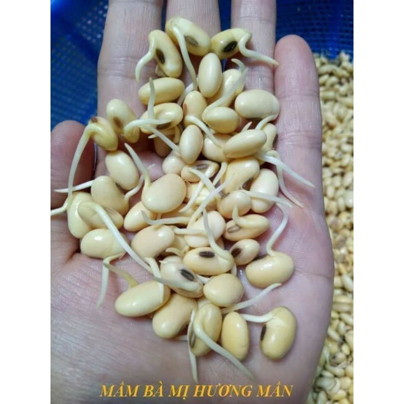 Combo Xà Phòng Sò Tăng V1 Nở Ngực - Bột Tăng Vòng 1 Mị Hương chính hãng