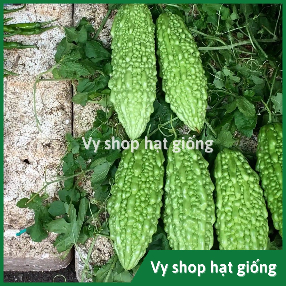 Hạt giống mướp đắng lai Thái Lan gói 5 hạt