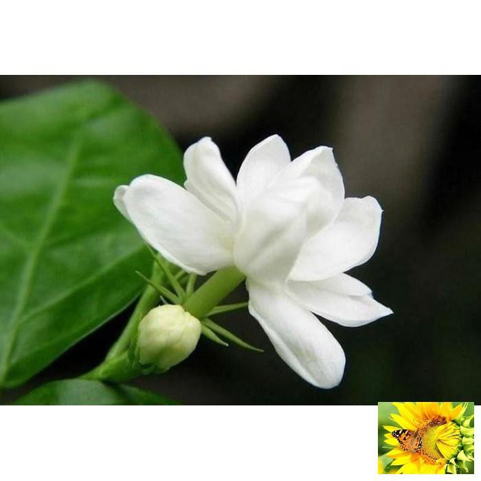 Gói 20 hạt giống hoa nhài