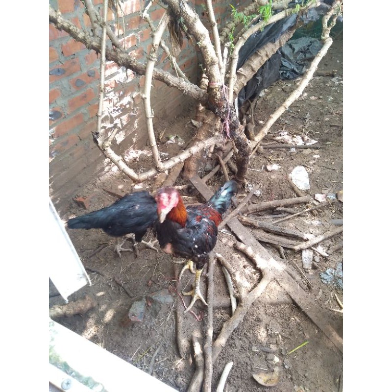 A 200 chống viêm tiêu sưng dùng sau đá