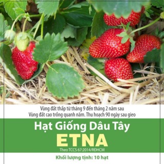 Hạt Giống Dâu Tây Enta (10 hạt)