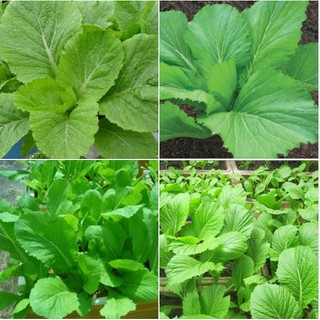 Combo 2 Gói Hạt giống rau cải xanh ( cải cay)