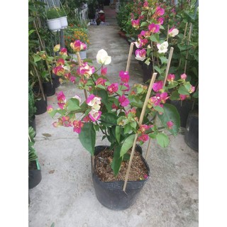 Hoa giấy tiểu Ấn Độ (Hoa giấy đổi màu)tặng kèm phân bón