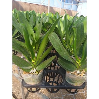 Lan hồ điệp cắt cành bầu 2.8