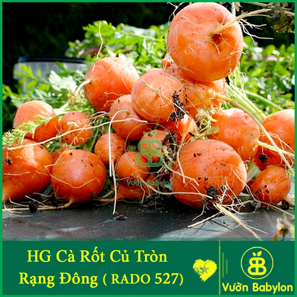 Hạt Giống Cà Rốt Củ Tròn 2Gr Nhiều Dinh Dưỡng