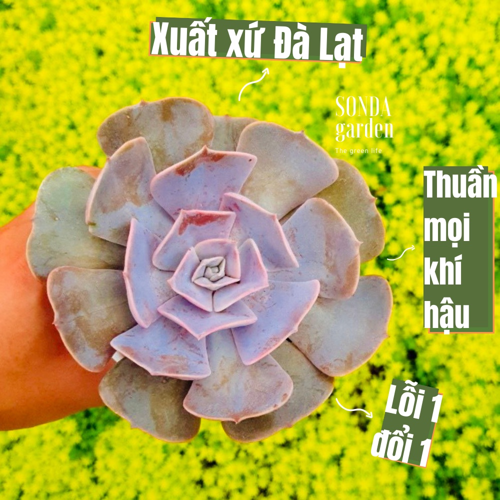 Sen đá đất hồng SONDA GARDEN size trung bình 10-12cm, cây cảnh trang trí nhà cửa, lỗi 1 đổi 1