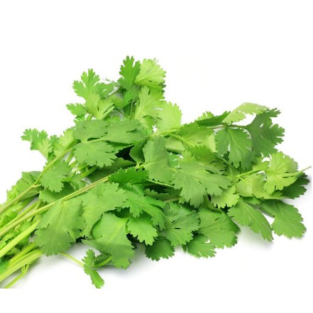 HẠT GIỐNG NGÒ HẠT LỚN Ngò Đỏ Mùi ta - 20gr.