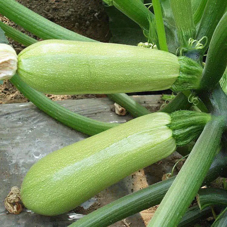Hạt giống bí ngòi xanh cao sản - 15 hạt, nhiều quả to đều SeedLand