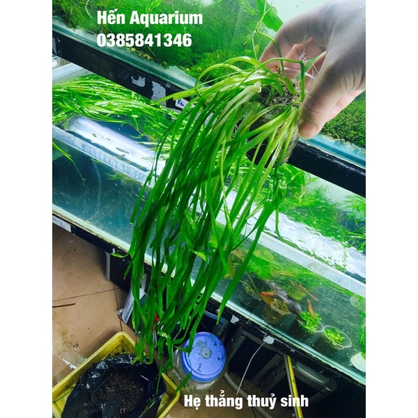 Cây thuỷ sinh hẹ nước . 1️⃣0️⃣ k / combo 4 cây . Dễ trồng cho người mới chơi