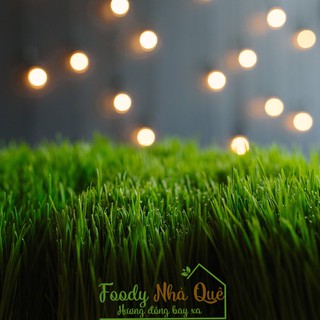 CỎ LÚA MÌ - CỎ MÈO - HẠT GIỐNG CỎ LÚA MÌ HỮU CƠ - CỎ LÚA MÌ CHO MÈO