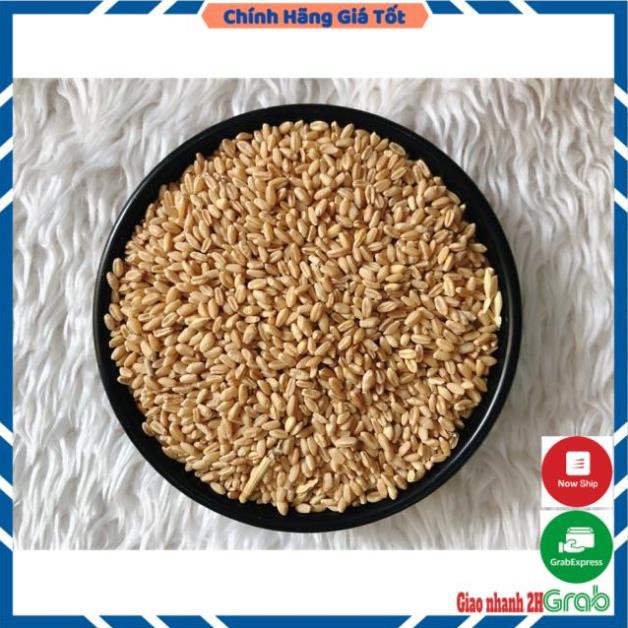 500GRAM HẠT GIỐNG CỎ LÚA MỲ