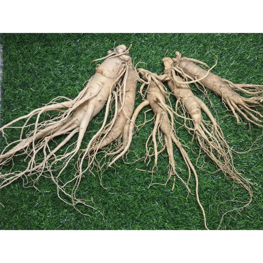 SÂM TƯƠI NGÂM MẬT ONG 269K HŨ 500ML+100gr SÂM TƯƠI | BigBuy360 - bigbuy360.vn