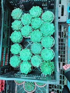 Sen Đá Size Trung