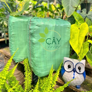  Kiện dừa cục 1-2cm VIÊN ĐỀU – SẠCH KHUẨN cho Kiểng lá phong lan cây cảnh 