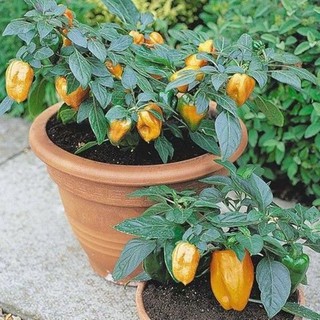 Hạt giống ỚT PEPER TÍ HON F1