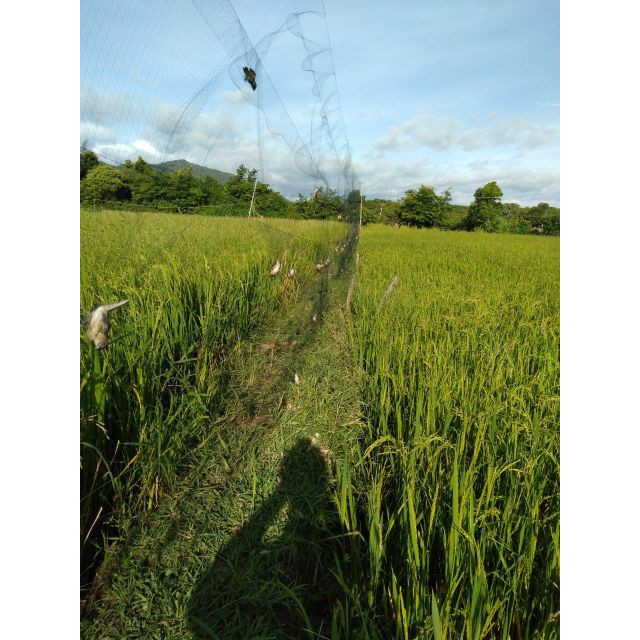 Lưới bẫy chim lỗ 6 phân cao 5 mét dài 60m đã làm chống gió và 4 dây 3 túi ngon lành, mua về chỉ việc sửa dụng. ltk