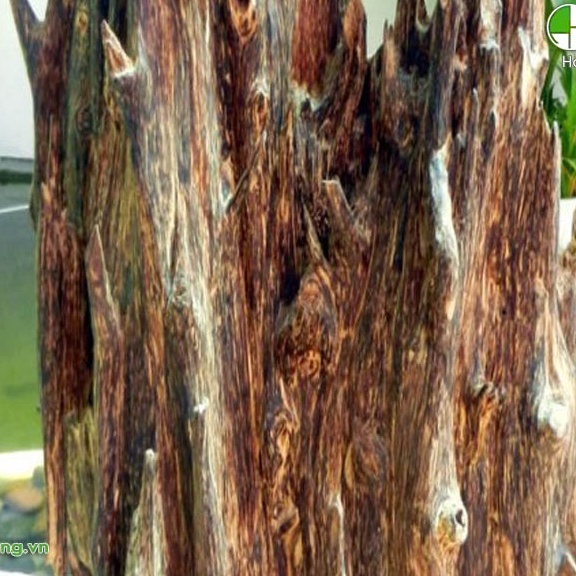 Cây trầm hương  gieo hạt mua 5 tặng 1