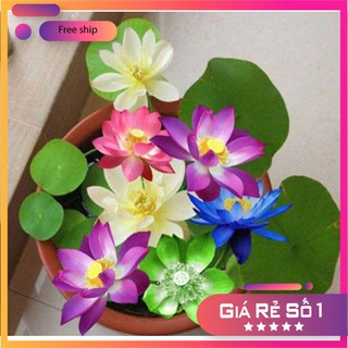 Hạt giống Sen nhật mini (05 hạt nhiều màu)