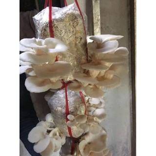 Phôi nấm sò