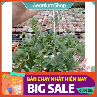 Cây lan son môi chậu treo xuất xứ đà lạt, lỗi 1 đổi 1