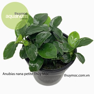 RÁY NANA PETITE THUỶ MỘC