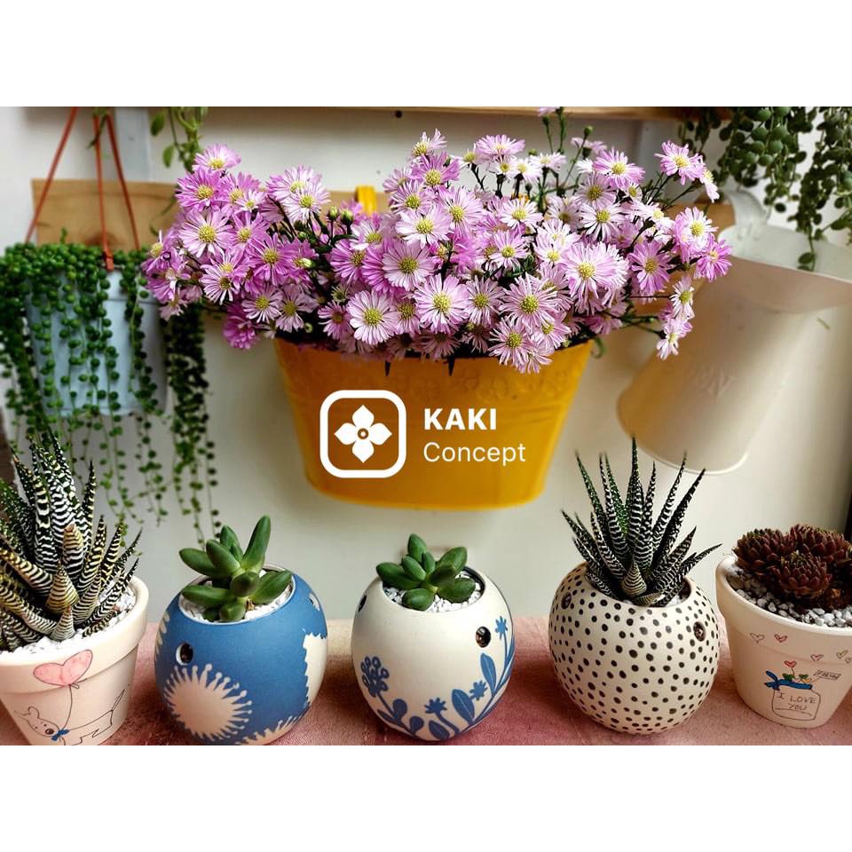 Chậu cây mini - Chậu sen đá Kaki Concept