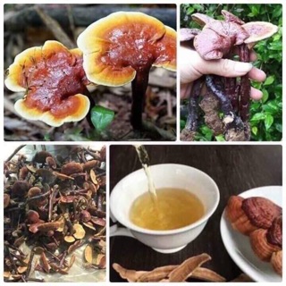 Nấm lim xanh rừng tây bắc 1 kg