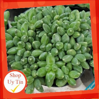 sen đá Kim cương xanh bụi🍏 |FREESHIP| 🔥 XỨ NÓNG, ĐÃ THUẦN KHÍ HẬU, KHOẺ ĐẸP 🍏 LỖI 1 ĐỔI 1