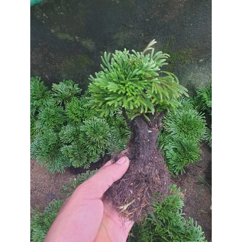 Cây Trường Sinh Thảo kiểng bonsai dáng đẹp