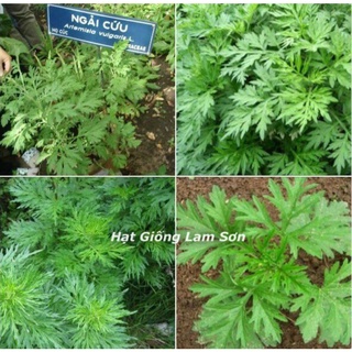 HẠT GIỐNG RAU NGẢI CỨU - Loại Rau Quý Hiếm, Làm Món Ăn Ngon, Dễ Trồng tại nhà.