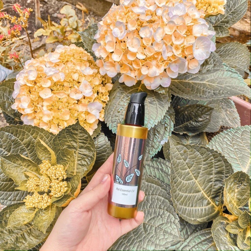 ShowQueen - Tinh Dầu Dưỡng Lông Pet Essential Oil Show Queen 100ml - Chăm Sóc Lông, Dưỡng Lông Cho Chó - Poodle - BOMPET