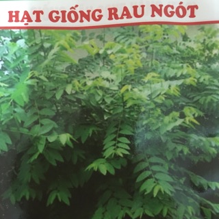 Hạt giống rau ngót