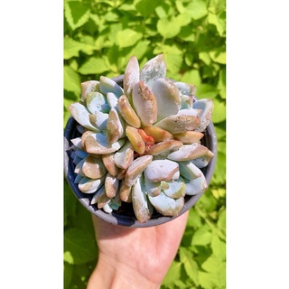 sen đá mom nhiều đầu
