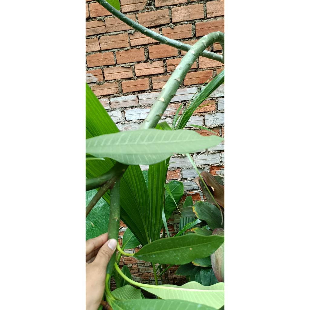 cây hoa đại - cây hoa sứ - sứ cùi - hoa chăm pa