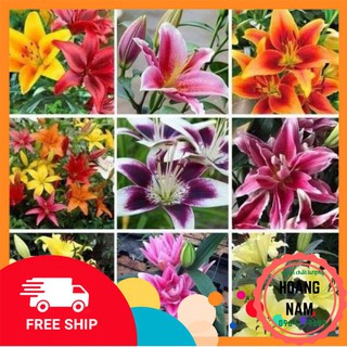 (FREESHIP  50K)combo 10 củ hoa ly lùn thơm đủ màu