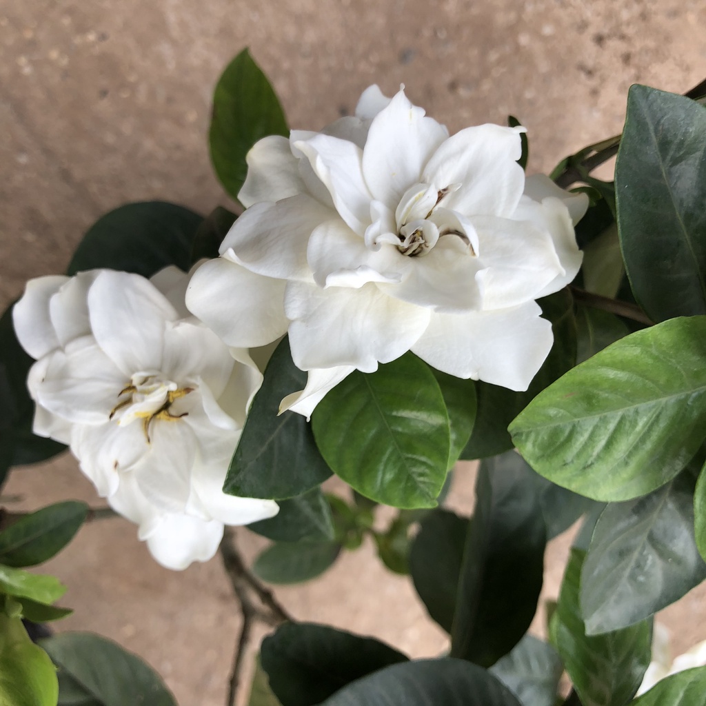 Cây dành dành - bạch thiên hương Cao 35cm bụi to hoa nở hương thơm ngào ngạt trang trí sân vườn