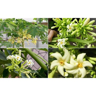 Hạt giống cây đu đủ đực - 1 gói 20 hạt