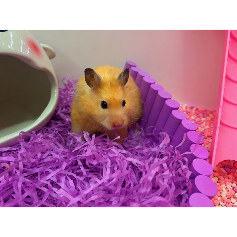 Giấy lót sợi giữ ấm cho hamster