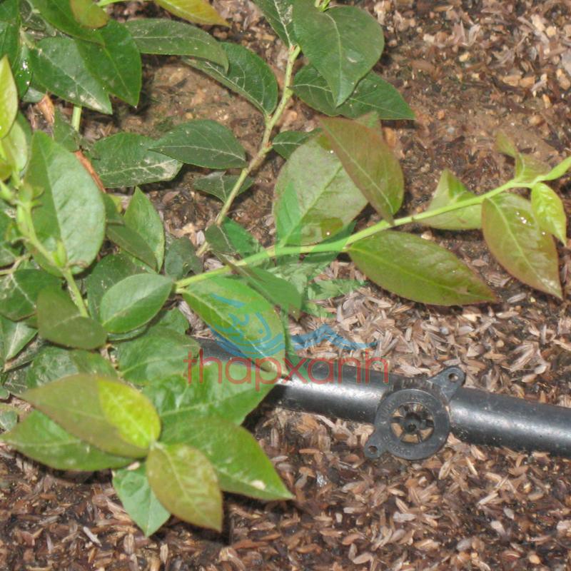 Cuộn 500m Dây dẫn tưới PE Φ16, dày 1.2mm (16mm) Dây tưới LDPE 16mm 1.2