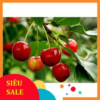 10 Hạt giống Anh đào (Cherry) (tặng gói kích nẩy mầm và hướng dẫn) VIETPHAT